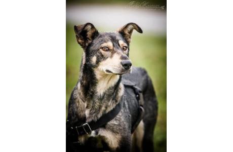 SHILA-PIĘKNA, młoda sunia-OWCZARKOWATA w wielkiej potrzebie!