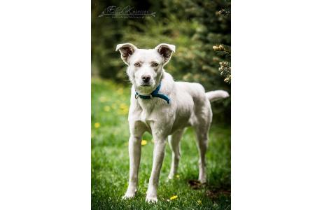 KEFIR - roczny BISZKOPTOWY i energiczny SŁODZIAK do adopcji