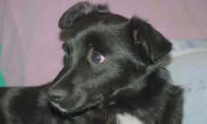 NOCKA-cudowna, MAŁA, niezwykle WDZIĘCZNA SUNIA szuka  domu!