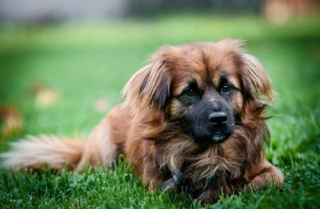 NODI- cudny przytulak, MŁODY, kochany do adopcji!