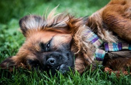 NODI- cudny przytulak, MŁODY, kochany do adopcji!