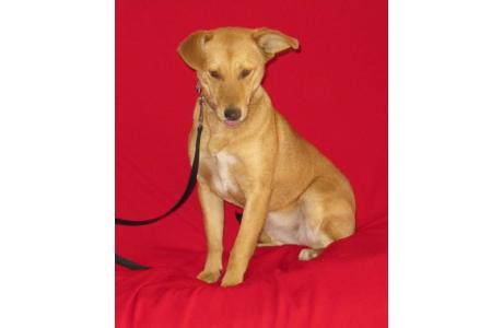 ARIA, cudowne PSIE DZIECKO do PILNEJ adopcji!