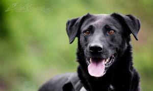 KUFEL-mix LABRADORA, MŁODY, niezwykle wdzięczny i kochany czeka!