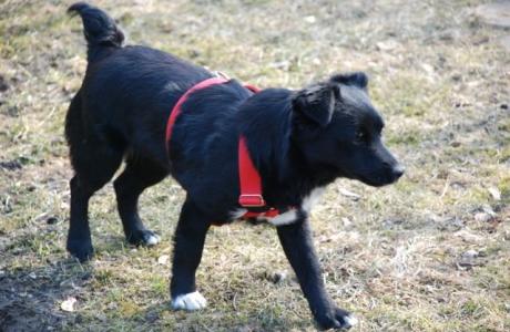 NOCKA-cudowna, MAŁA, niezwykle WDZIĘCZNA SUNIA szuka  domu!