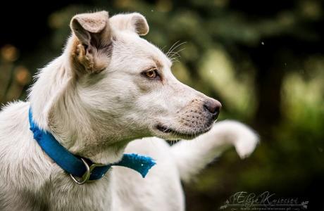 KEFIR - roczny BISZKOPTOWY i energiczny SŁODZIAK do adopcji