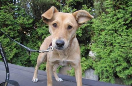 ARIA, cudowne PSIE DZIECKO do PILNEJ adopcji!