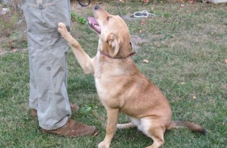 ARIA, cudowne PSIE DZIECKO do PILNEJ adopcji!