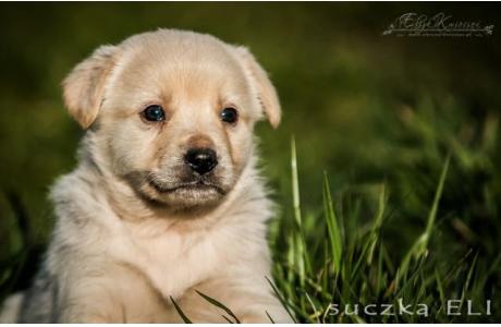 6 CUDNYCH niechcianych 6-tyg. SZCZENIAKÓW,  BARDZO PILNE - ADOPCJA! 