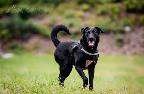 KUFEL-mix LABRADORA, MŁODY, niezwykle wdzięczny i kochany czeka!