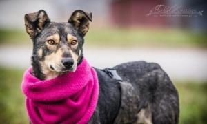 SHILA-PIĘKNA, młoda sunia-OWCZARKOWATA w wielkiej potrzebie!