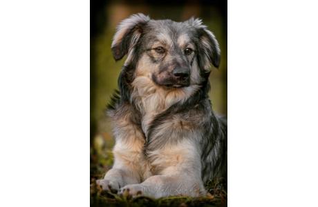 CUDOWNY charakter ? 6,5 mce oddany GREJ szaraczek ORYGINAŁ do adopcji