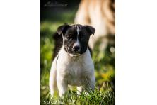 6 CUDNYCH niechcianych 6-tyg. SZCZENIAKÓW,  BARDZO PILNE - ADOPCJA! 