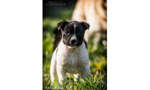 6 CUDNYCH niechcianych 6-tyg. SZCZENIAKÓW,  BARDZO PILNE - ADOPCJA! 
