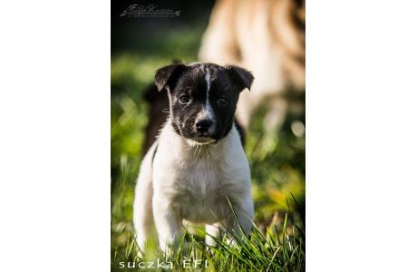 6 CUDNYCH niechcianych 6-tyg. SZCZENIAKÓW,  BARDZO PILNE - ADOPCJA! 
