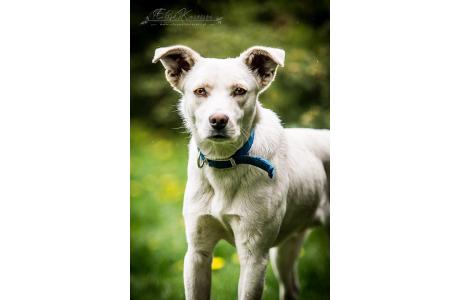 KEFIR - roczny BISZKOPTOWY i energiczny SŁODZIAK do adopcji