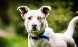 KEFIR - roczny BISZKOPTOWY i energiczny SŁODZIAK do adopcji