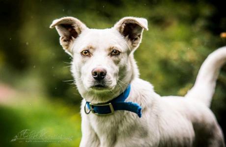 KEFIR - roczny BISZKOPTOWY i energiczny SŁODZIAK do adopcji