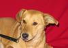 ARIA, cudowne PSIE DZIECKO do PILNEJ adopcji!