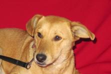 ARIA, cudowne PSIE DZIECKO do PILNEJ adopcji!