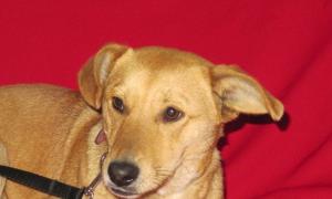 ARIA, cudowne PSIE DZIECKO do PILNEJ adopcji!