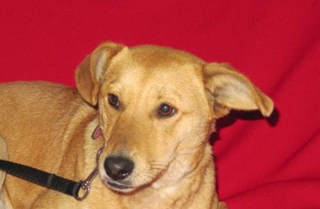 ARIA, cudowne PSIE DZIECKO do PILNEJ adopcji!